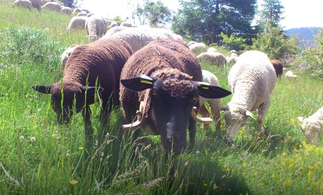 La Ferme Des Sonnailles